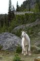 _IGP6628 mountain goat by rock